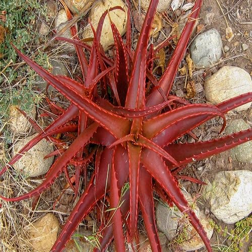 red aloe flower seeds