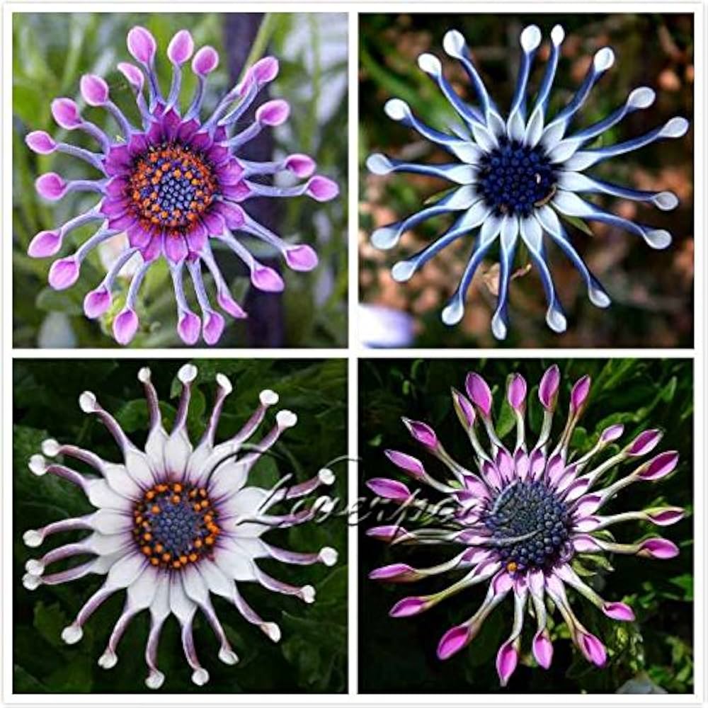 blue trailing flower seeds