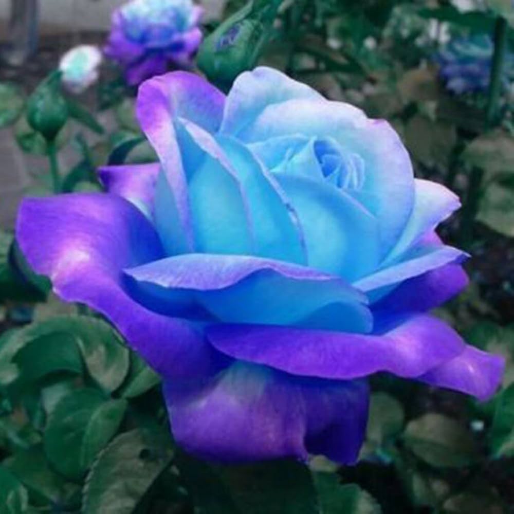 rare rose flower seeds