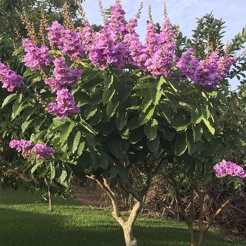 Pink Speciosa Flower Seeds Heirloom Non-GMO High Germination Organic Garden Seeds for Planting
