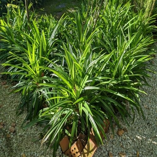 pandan flower seeds