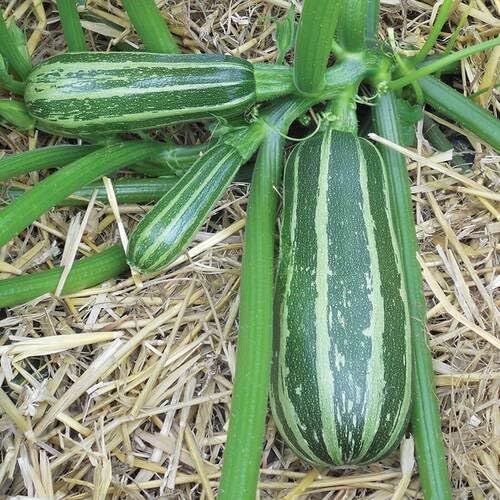 Squash Seeds – Heirloom, Non-GMO, High Germination Organic Garden Seeds Planting