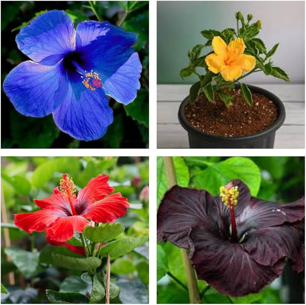 Mixed Hibiscus Flower Seeds – Heirloom, Non-GMO, High Germination Seeds