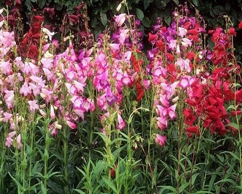 penstemon flower heirloom non-gmo seeds