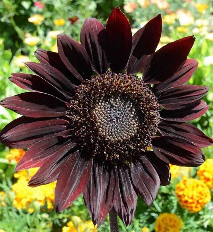 Maroon Sunflower Flower Seeds – Heirloom, Non-GMO, High Germination Seeds