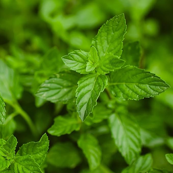 Green Herbal herb seeds