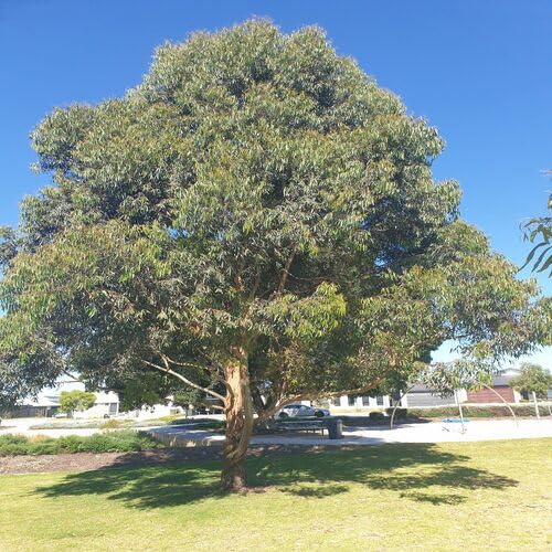 eucalyptustreegreenheirloomnongmo flower seeds