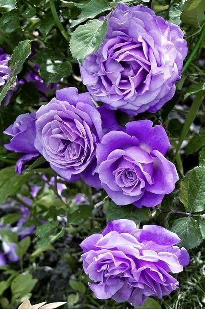 Violet Blooming Rose Flower Seeds – Heirloom, Non-GMO, High Germination Organic Garden Seeds for Planting