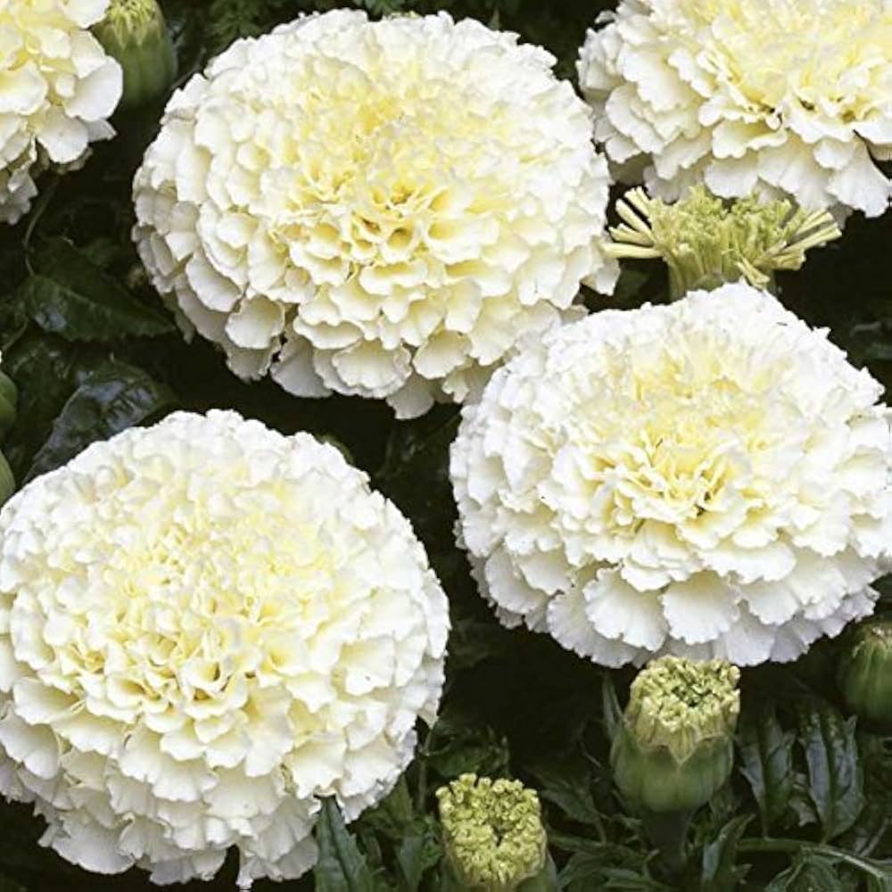 african marigold flower seeds