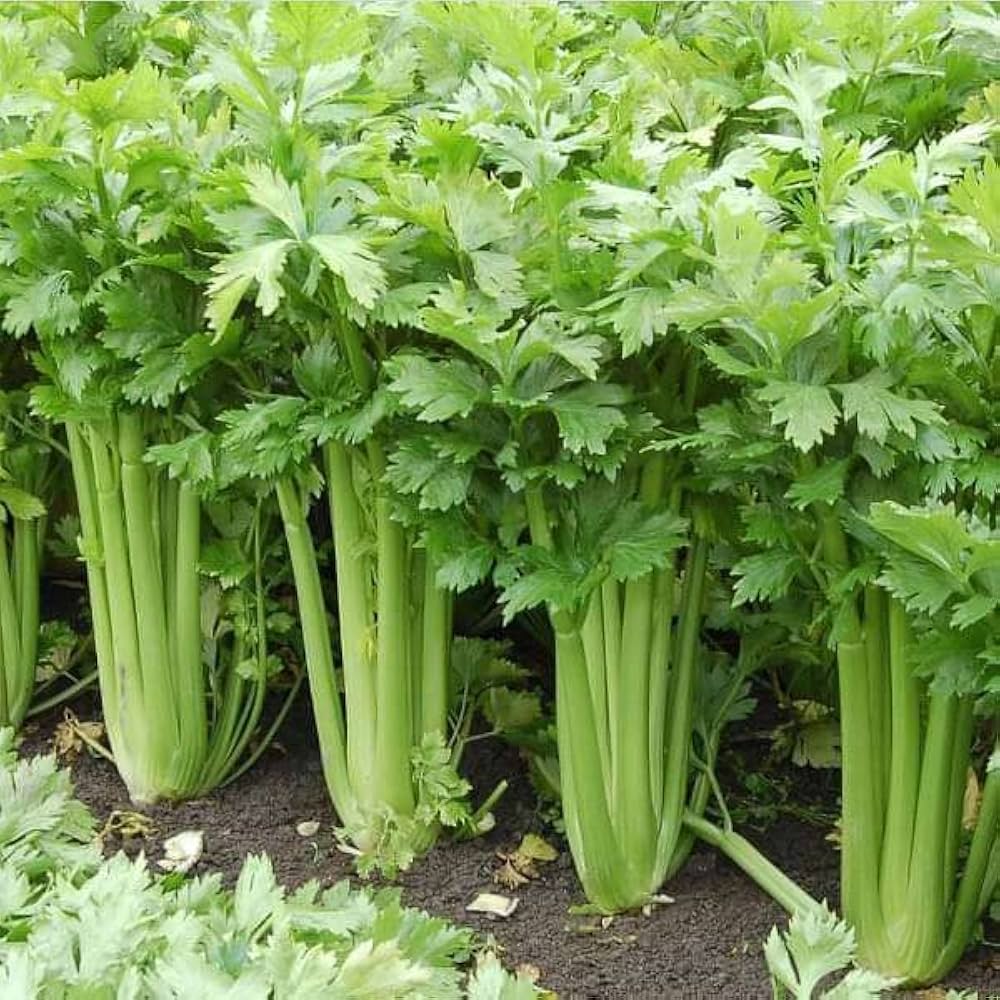 Celery Vegetable herb seeds