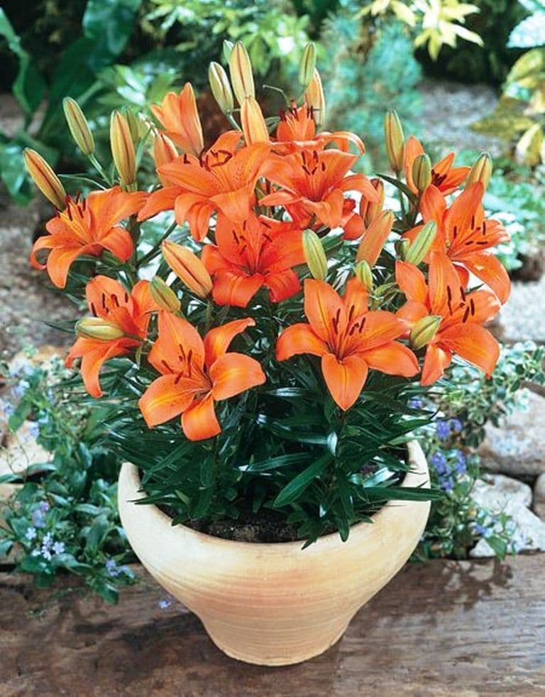 orange lily flower seeds