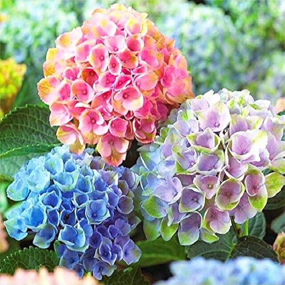 hydrangea hydrangea flower seeds