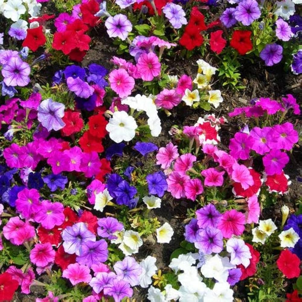 violet violet flower seeds