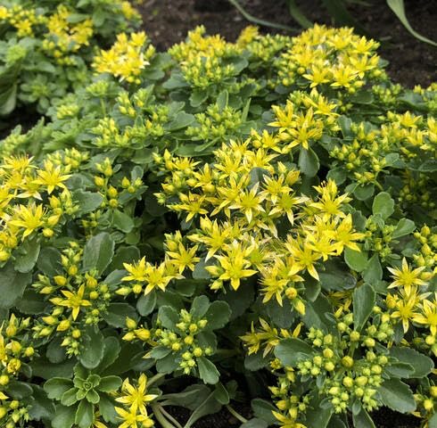 yellow sedum flower seeds