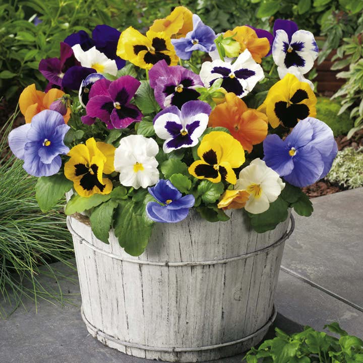 Mixed Wittrockiana Pansy Flower Seeds – Heirloom, Non-GMO, High Germination Seeds
