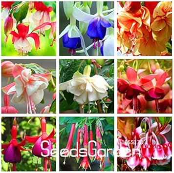 mixedfuchsiaflowerheirloomnongmo flower seeds