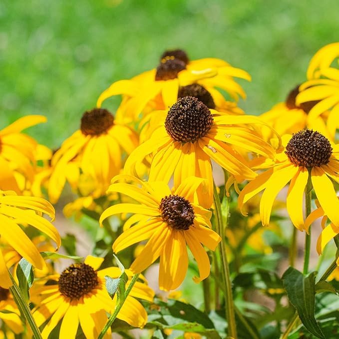 Rudbeckia Flower Seeds Perennial for Planting – Heirloom, Non-GMO, High Germination Organic Garden Seeds