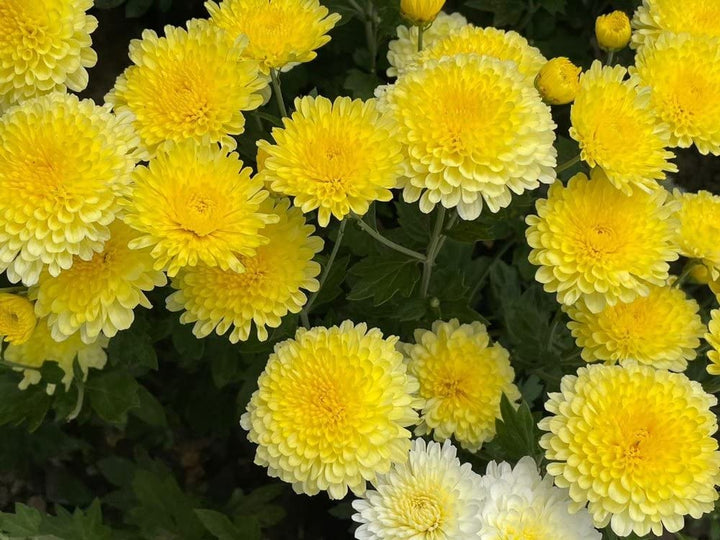 Semillas de Crisantemo Amarillo – Variedad Antigua, No-GMO, Alta Germinación