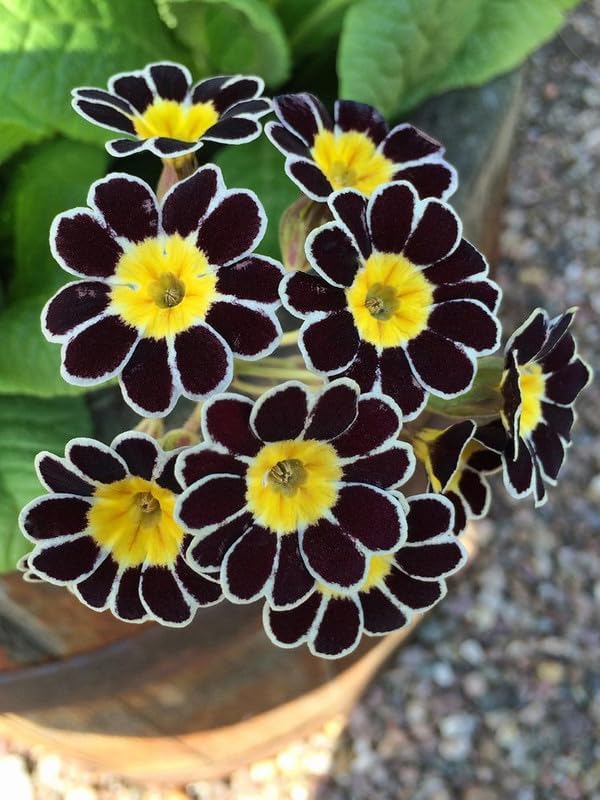 begonia flower flower seeds