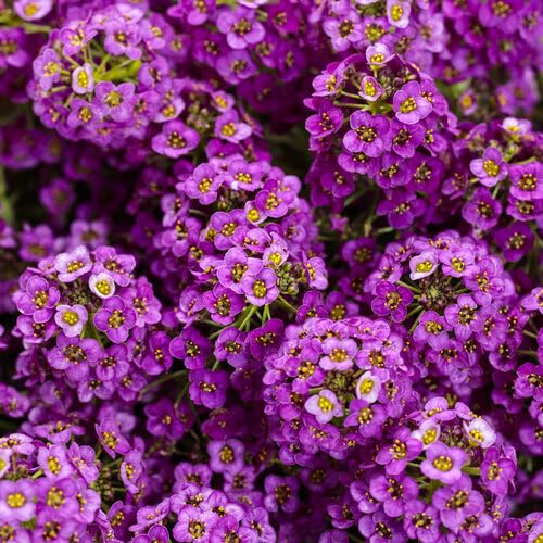 Semillas de Flor de Alyssum Montanum Morado – Semillas de Jardín Orgánicas de Alta Germinación, sin OGM, de Herencia