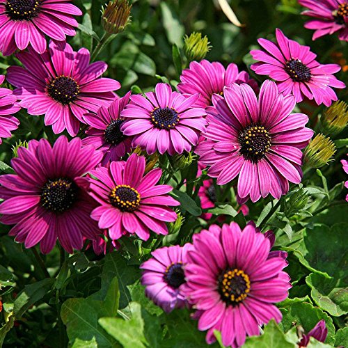 Pink Osteospermum Flower Seeds – Heirloom, Non-GMO, High Germination Organic Garden Seeds for Planting