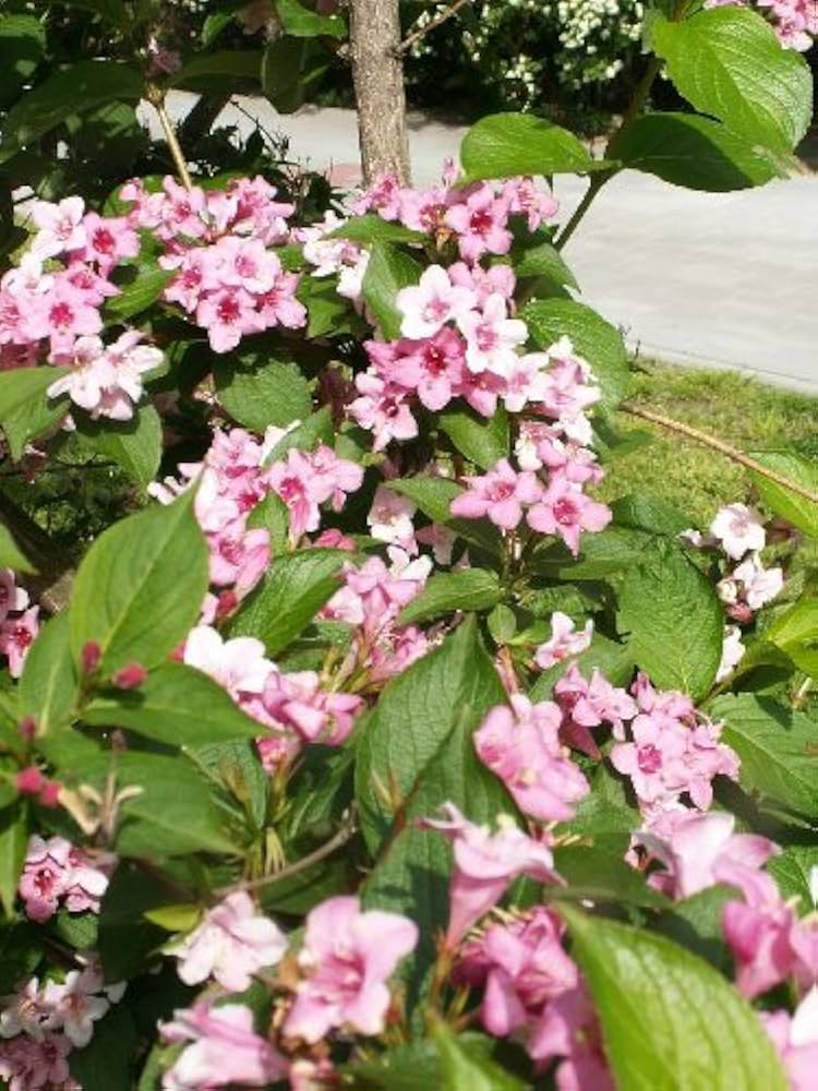 weigela florida flower seeds