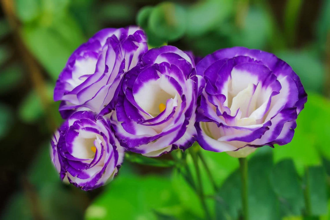 Violet White Eustoma Flower Seeds – Heirloom, Non-GMO, High Germination Seeds