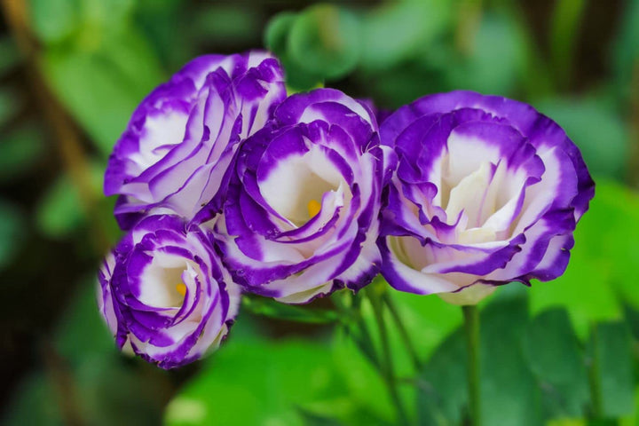 Violet White Eustoma Flower Seeds – Heirloom, Non-GMO, High Germination Seeds