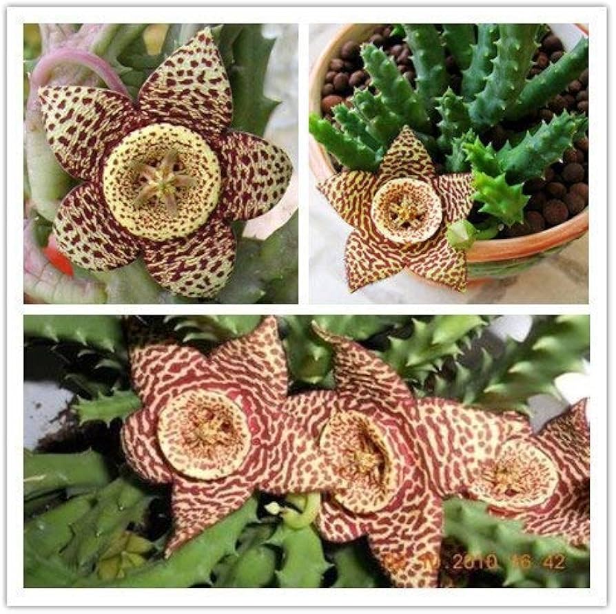leopard skin flower seeds