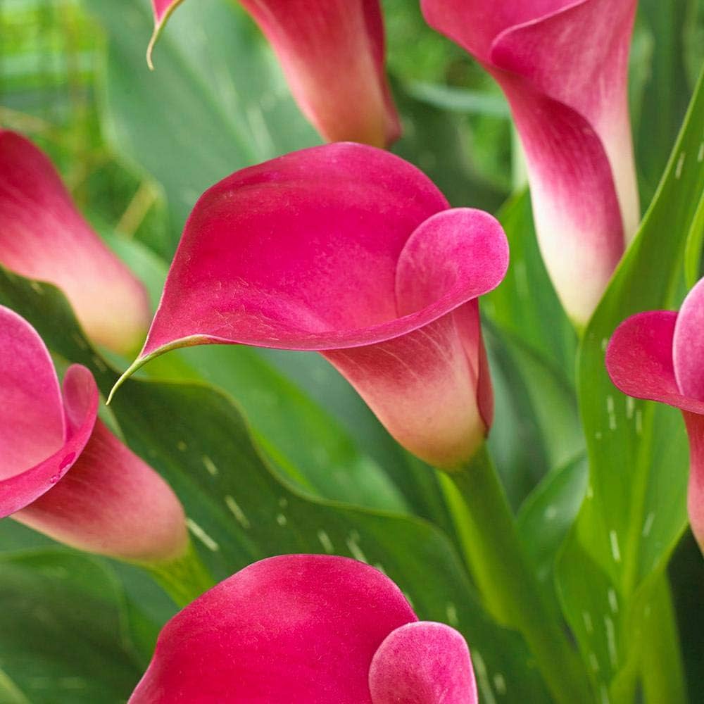 calla lily flower seeds