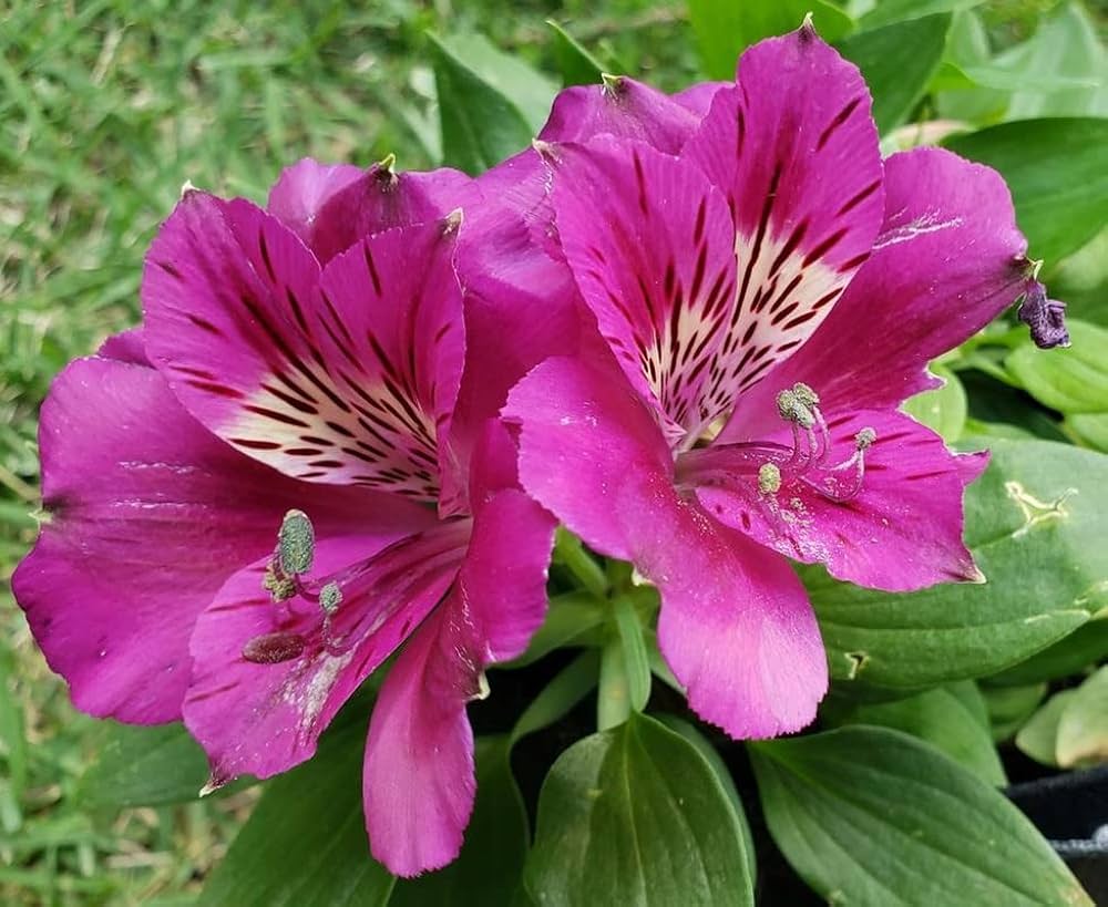 Semillas de Alstroemeria en Flor Rosada para Sembrar – Semillas Orgánicas, No Modificadas Genéticamente, de Variedad Tradicional
