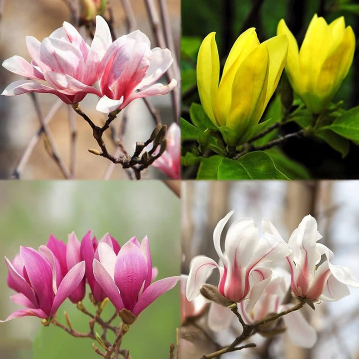 Mixed Magnolia Flower Seeds – Heirloom, Non-GMO, High Germination Seeds