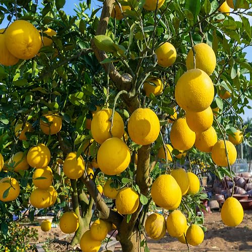 Yellow Pomelo Seeds – Heirloom, Non-GMO, High Germination Organic Garden Seeds