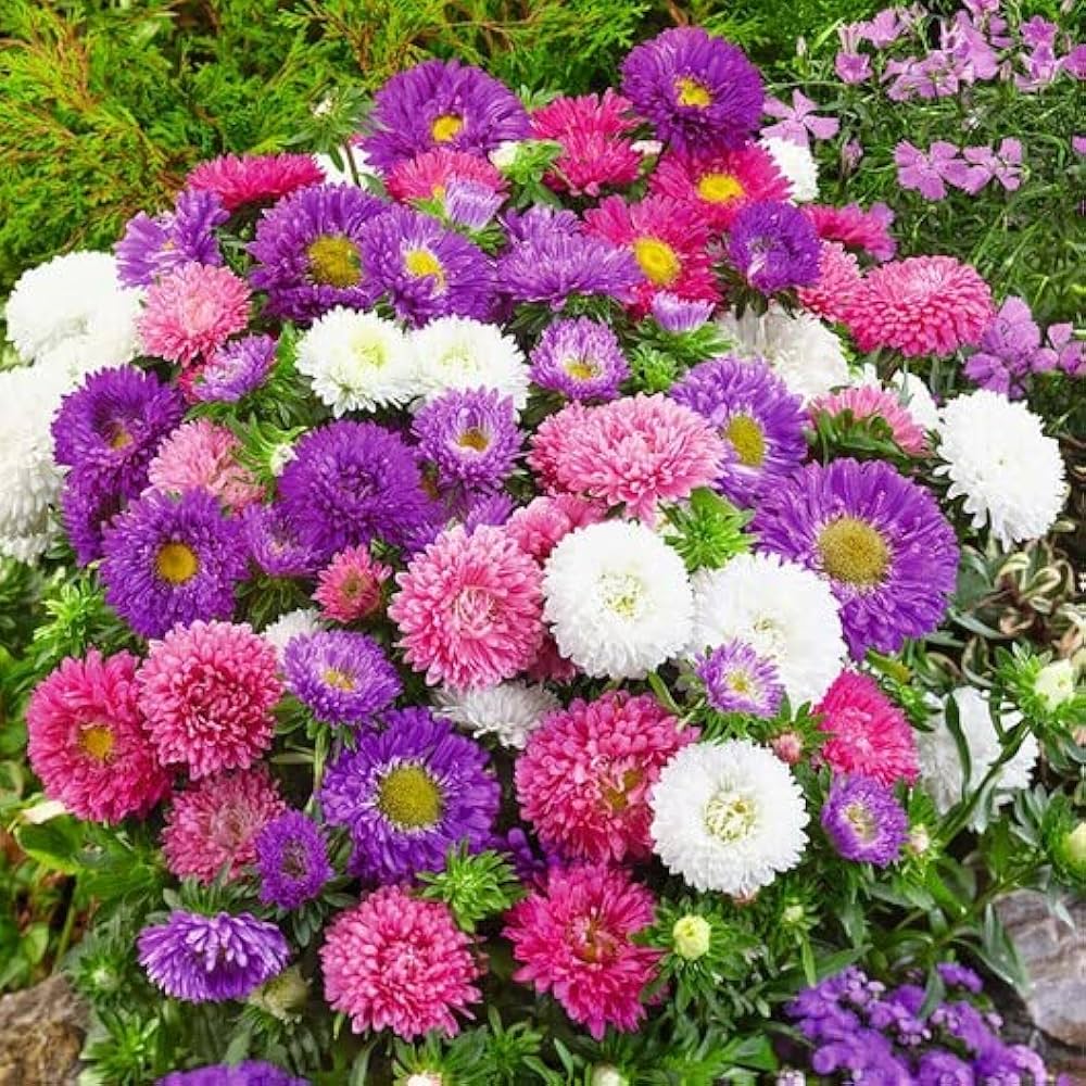 dwarf queen flower seeds