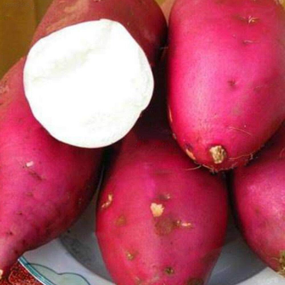 giant sweet flower seeds