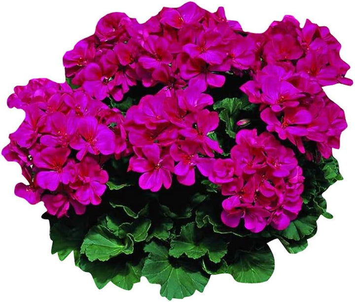 Geranium Pelargonium Seeds for Planting