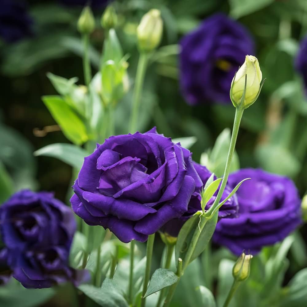purple osiria flower seeds
