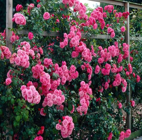pink climbing flower seeds