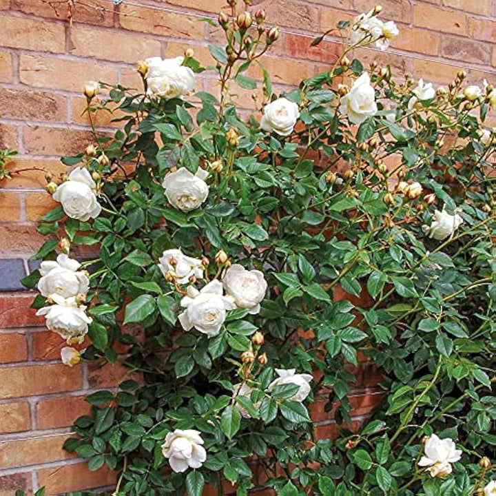 Climbing Rose Seeds for Planting