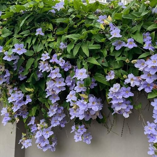 Thunbergia Flower Seeds Heirloom Non-GMO High Germination Organic Garden Seeds for Planting