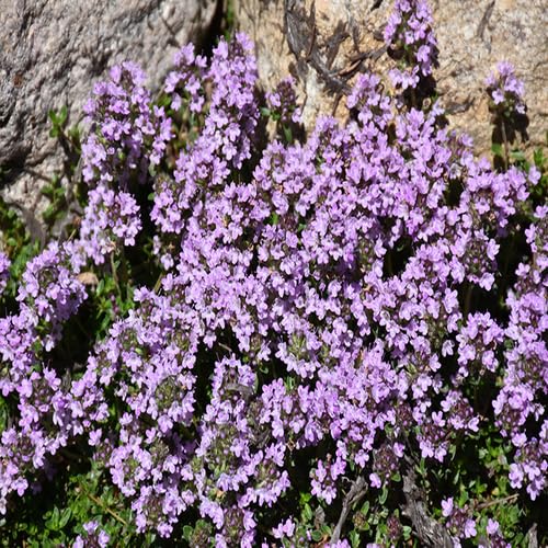 purplethymusserpyllumflowerheirloomnongmo flower seeds