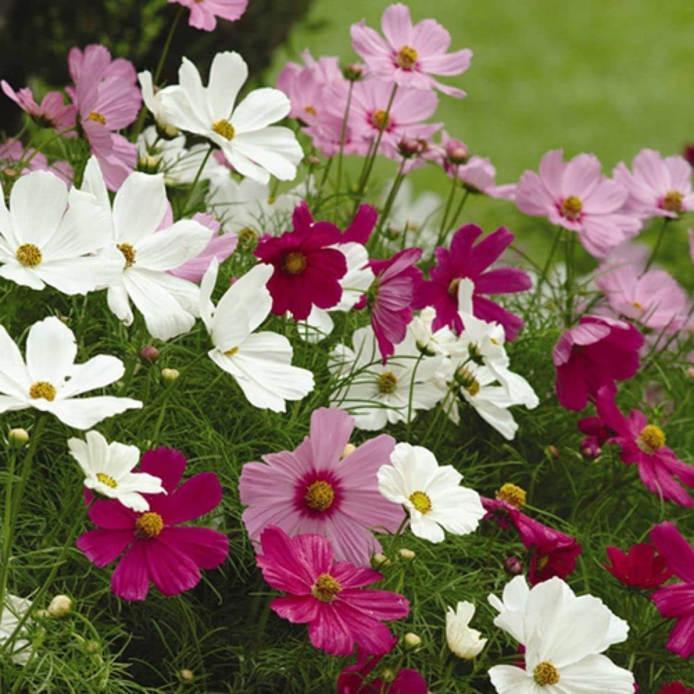 cosmos flower flower seeds