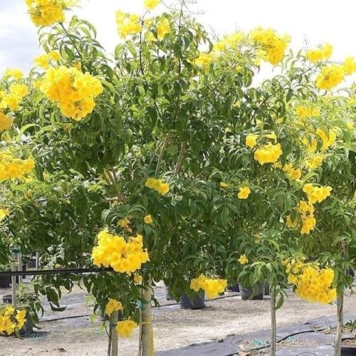 Yellow Tecoma Flower Seeds Heirloom Non-GMO High Germination Organic Garden Seeds for Planting