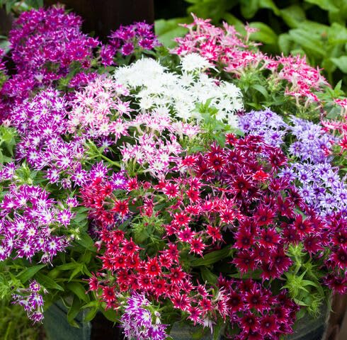 Semillas de flores variadas de Phlox Drummondii, reliquia, sin OMG, alta germinación, semillas de jardín orgánicas para plantar