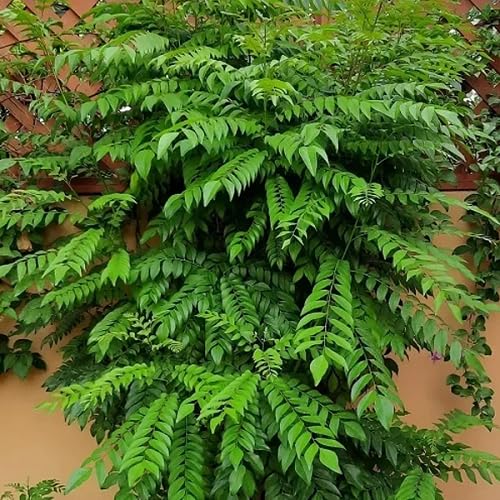Curry Leaf – Heirloom, Non-GMO, High Germination Organic Garden Seeds Planting