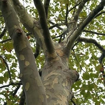 greenacerifoliatreeheirloomnongmo flower seeds