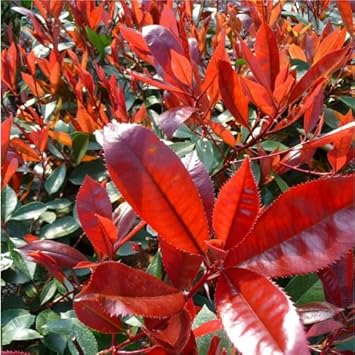 redphotiniaheirloomnongmo flower seeds