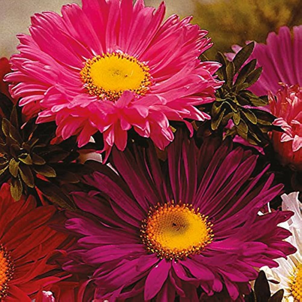 red aster flower seeds