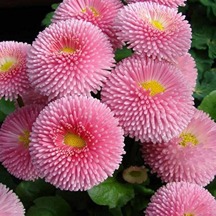 Daisy Flower Seeds Pink – Heirloom Non-GMO High Germination Organic Garden Seeds