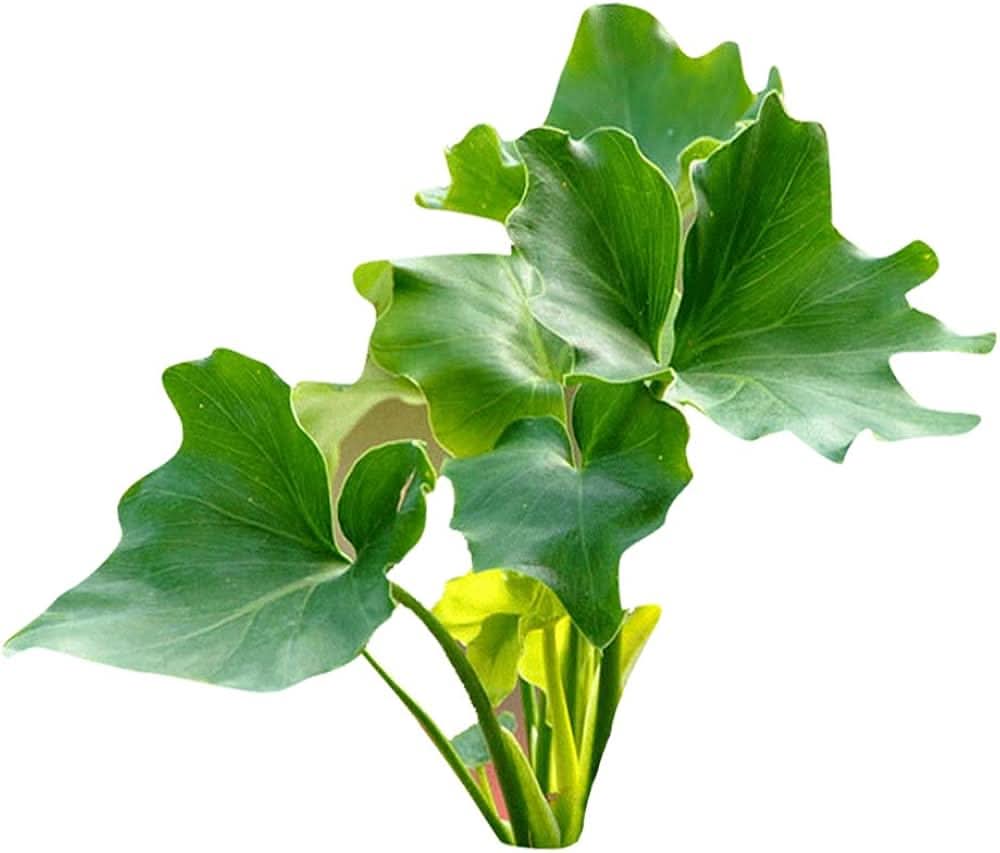 Futaba Philodenron herb seeds
